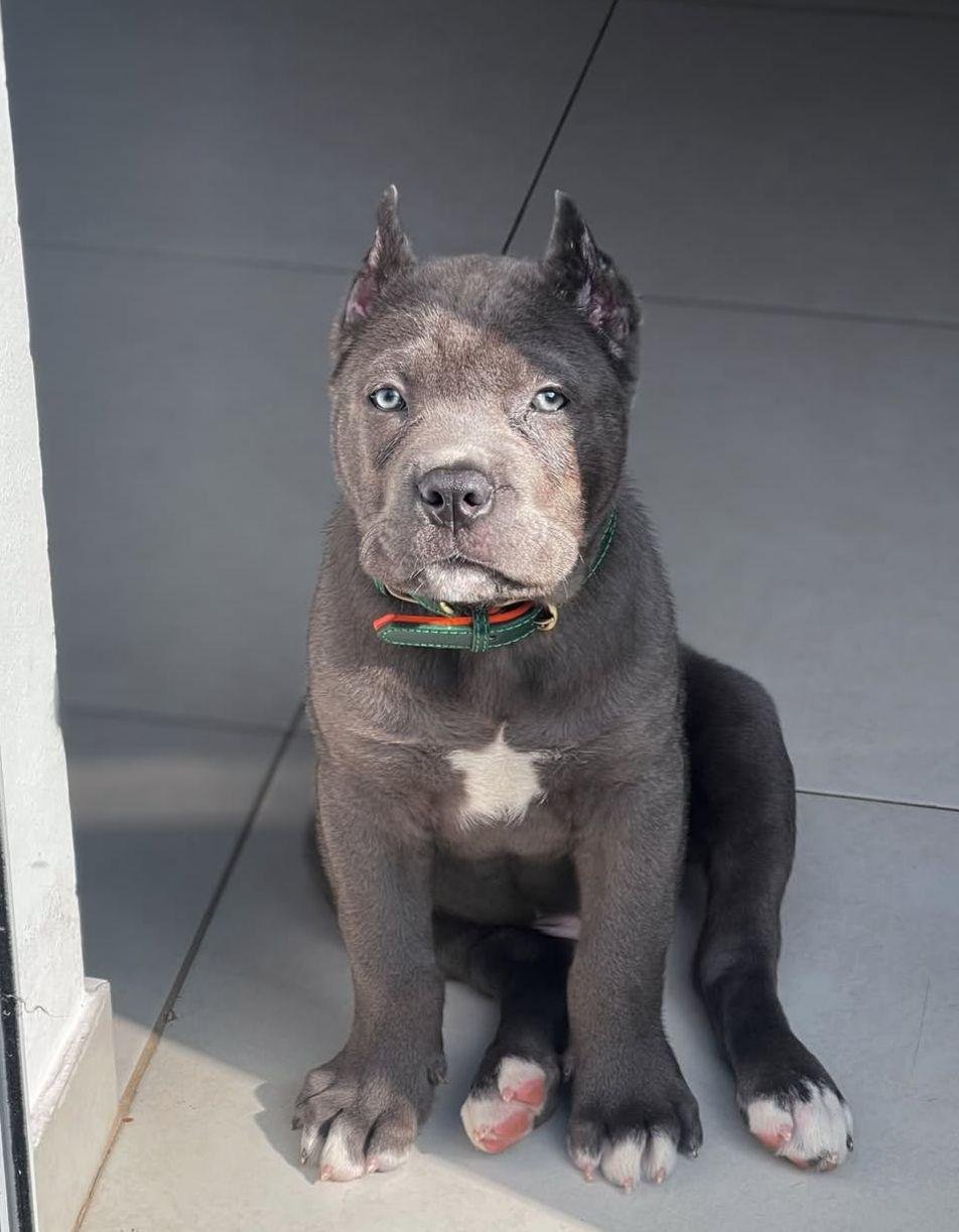 Cane Corso House
