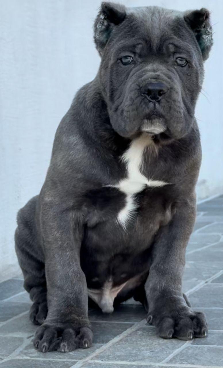 Cane Corso House Puppy